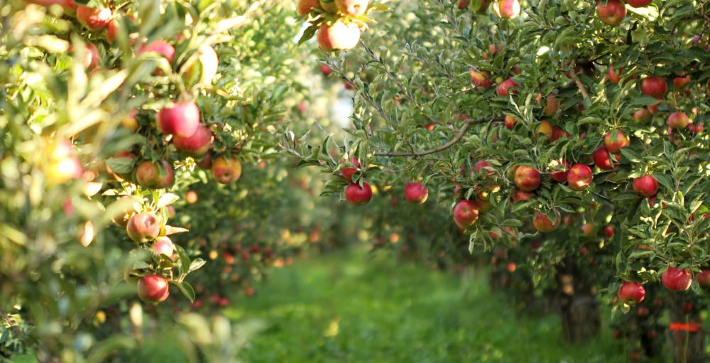 Fruits biodynamiques près de Saint-Dizier