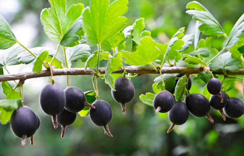 Vente directe de fruit près de Saint-Dizier