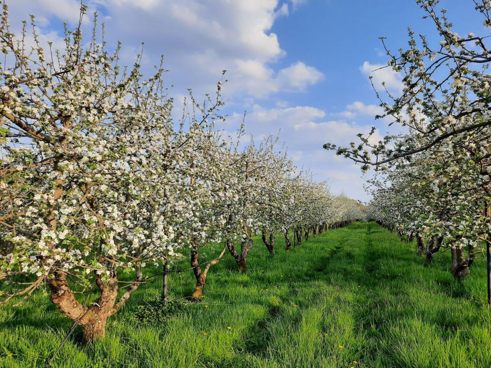 arbres fleurs