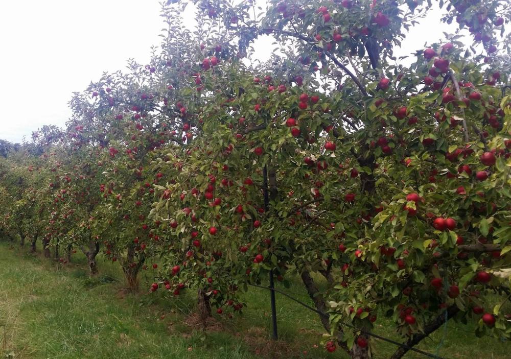 pommier