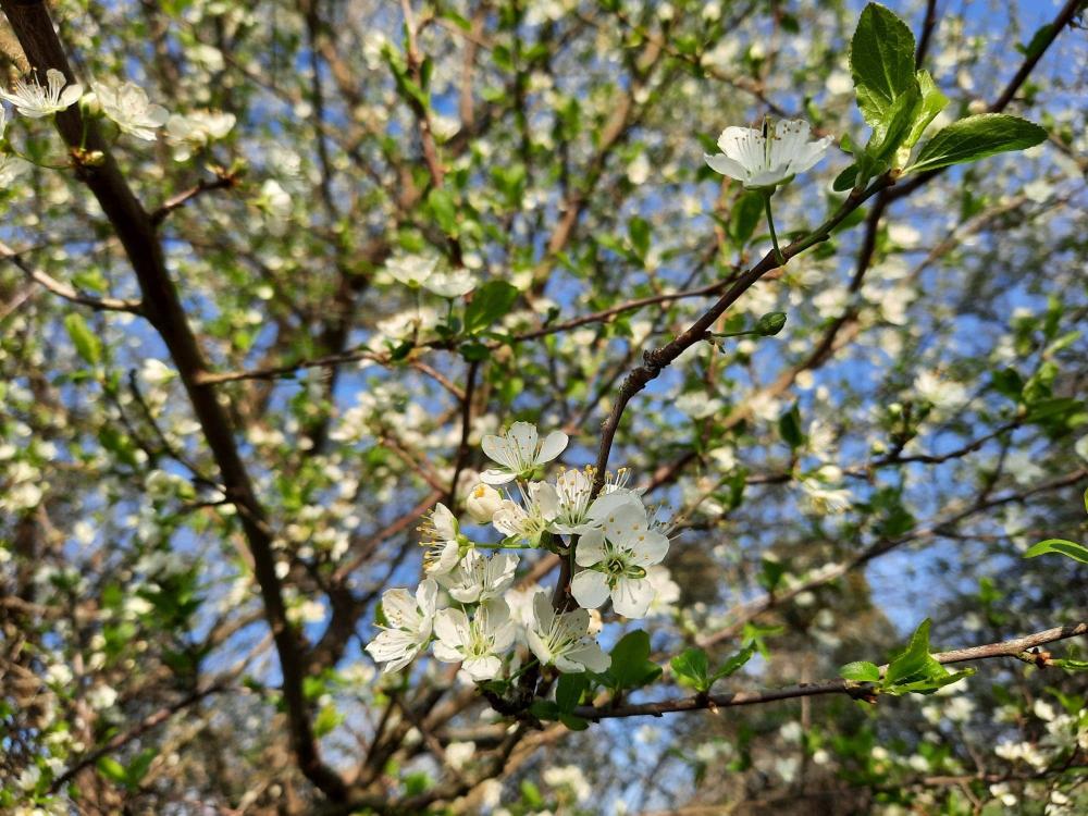 fleurs